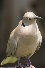 Eurasian-collared Dove in Israel