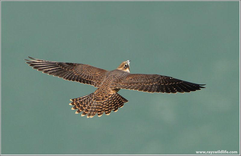 peregrine falcon in flight. Peregrine Falcon (Falco