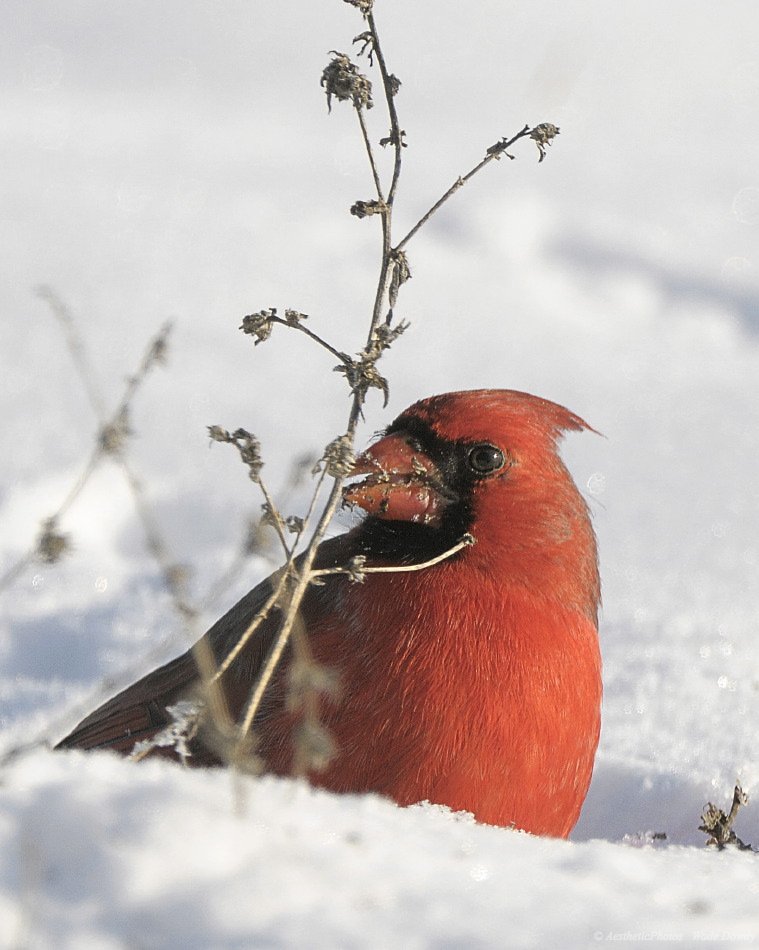 Northern Cardinal by Aestheticphotos