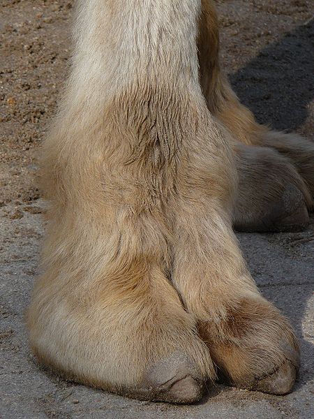 Camel Foot