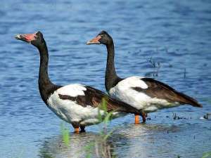 Magpie Goose - Anseranatidae Family by Ian