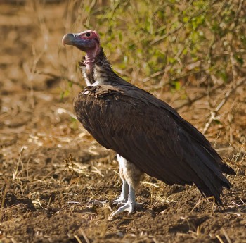 Lappet-faced Vulture (Torgos tracheliotus) by Africaddict