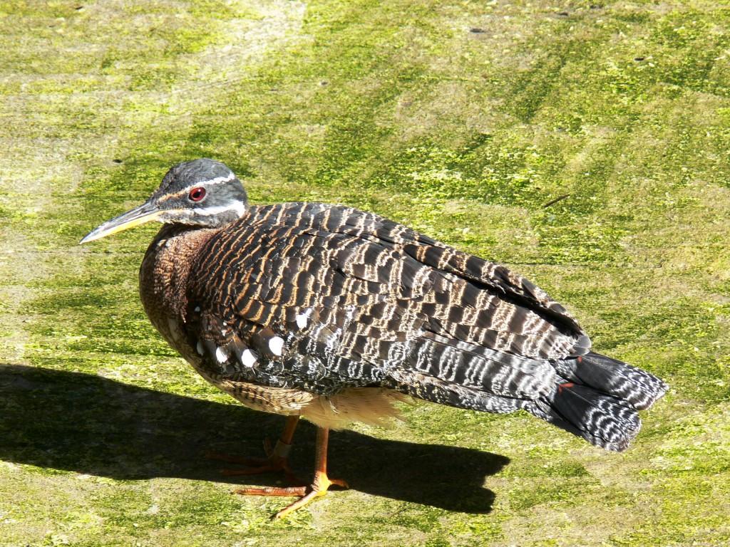Sunbittern (Eurypyga helias) by Lee at Lowry Park Zoo 2-4-10