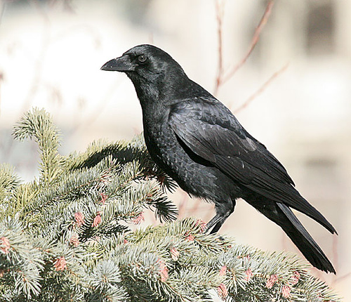Common Raven (Corvus corax) by Kent Nickell
