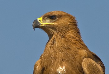 Tawny Eagle (Aquila rapax) by Africaddict