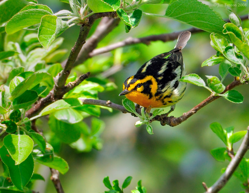 Blackburnian Warbler (Dendroica fusca) by J Fenton