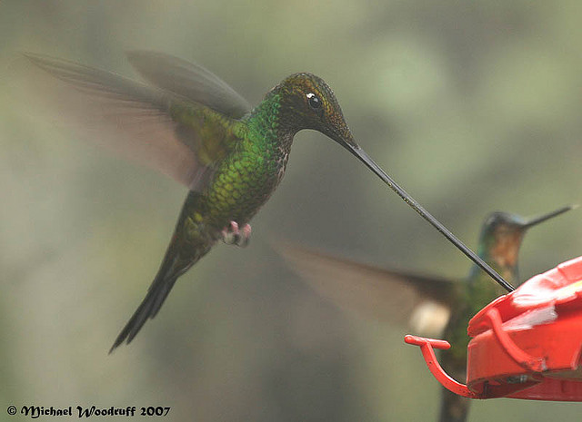 Sword-billed Hummingbird (Ensifera ensifera) by Michael Woodruff