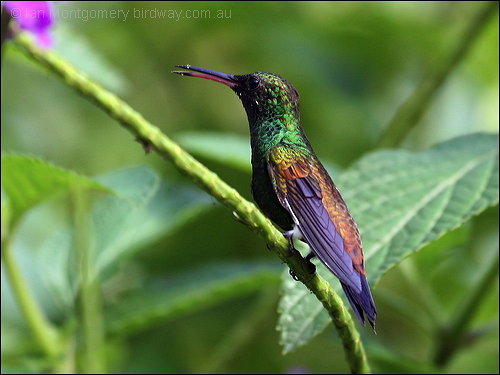 Copper-rumped Hummingbird (Amazilia tobaci) by Ian