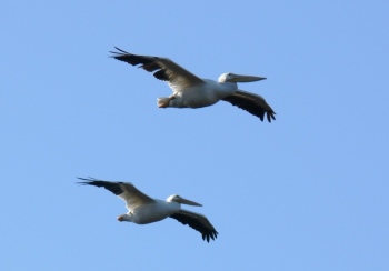 American White Pelican (Pelecanus erythrorhynchos) by Lee