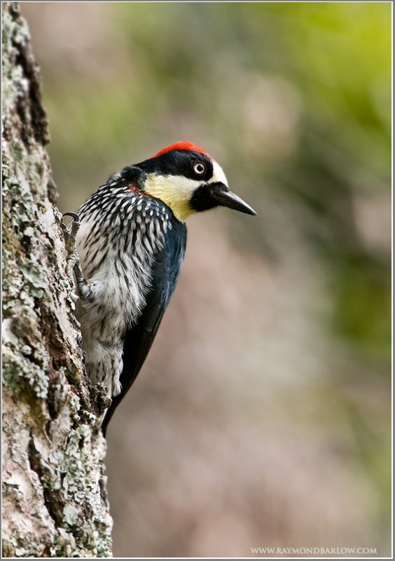 Acorn Woodpecker (Melanerpes formicivorus) (3) by Raymond Barlow