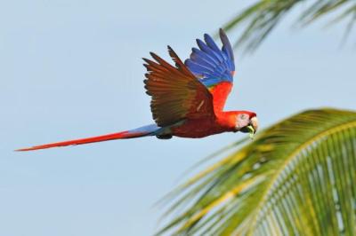 Scarlet Macaw (Ara macao) Reinier Munguia
