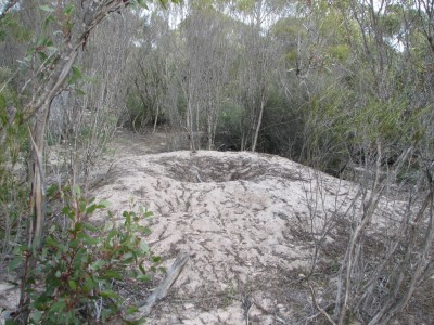 Mallee Fowl Mound