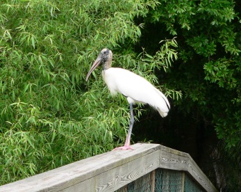 Wood Stork at S. Lake Howard Nature Park
