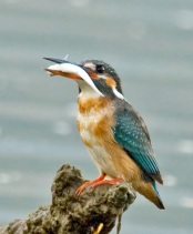 Common Kingfisher (Alcedo atthis) by Phil Kwong