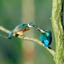 Kingfisher Feeding Young by Phil Kwong