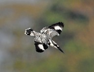 Pied Kingfisher (Ceryle rudis) by-Phil Kwong