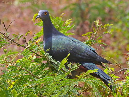 Christmas Island Imperial-Pigeon (Ducula whartoni) by Ian