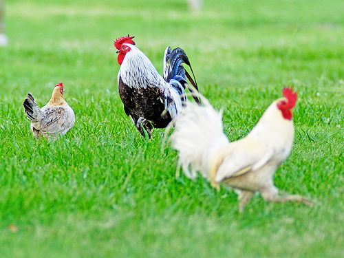 Image result for rooster hen