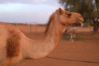 Camel Side Head Neck
