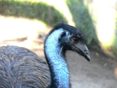 Emu (Dromaius novaehollandiae) Lowry Pk Zoo