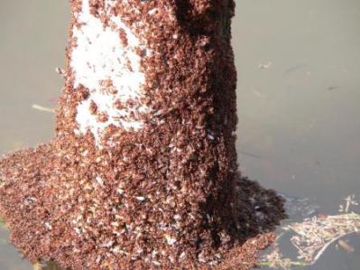Ants on Tree after heavy rain