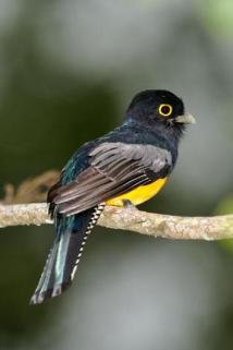 Violaceous Trogon by Wildstock