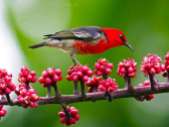 Scarlet Myzomela Honeyeater -Australia-Birdway