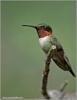 Ruby-throated Hummingbird by Ray's Wildlfie