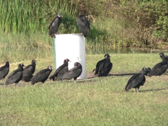Black Vultures at Saddle Creek by Lee