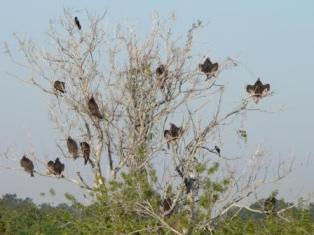 Turkey Vulture Tree at Saddle Creek by Lee
