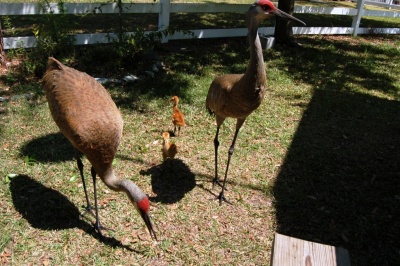 Sandhill Cranes and Babies in yard 