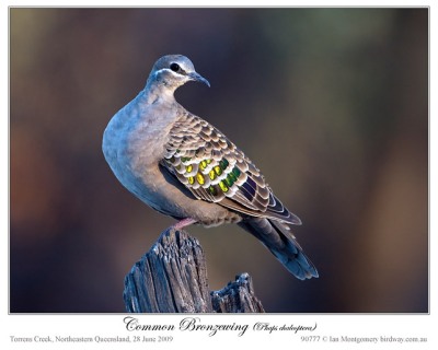Common Bronzewing by Ian