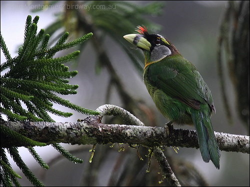 Fire-tufted Barbet by Birdway