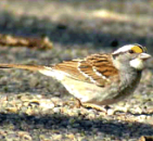 sparrow-whiteThroat1
