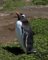 Gentoo Penguin (Pygoscelis papua) by Ian