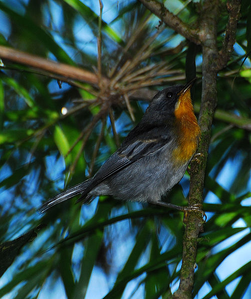 Flame-throated Warbler (Oreothlypis gutturalis) ©WikiC