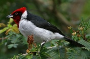 Masked Cardinal (Paroaria nigrogenis) WikiC