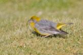 Bright-rumped Yellow Finch (Sicalis uropygialis uropygialis) c Arthur Grosset