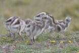 Lesser (Darwin's) Rhea (Rhea pennata tarapacensis) (Darwin's)) Chicks©Arthur Grosset