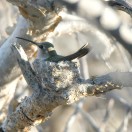 Costa's Hummingbird on Nest (Calypte costae) by Bob-Nan