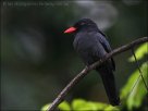 Black-fronted Nunbird (Monasa nigrifrons) by Ian