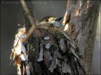 Pale-yellow Robin (Tregellasia capito) in nest by Ian