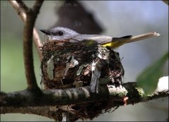Eastern Yellow Robin (Eopsaltria australis) on nest by Ian
