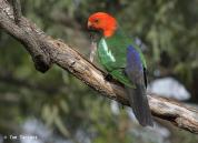 Australian King Parrot (Alisterus scapularis scapularis) Male by Tom Tarrant