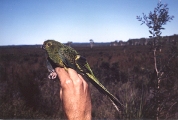 Eastern Ground Parrot (Pezoporus wallicus) WikiC