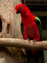 Papuan King Parrot (Alisterus chloropterus) WikiC