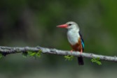 Grey-headed Kingfisher (Halcyon leucocephala leucocephala) by Africaddic