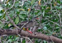 African Finfoot (Podica senegalensis) Wikipedia