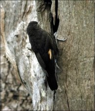 Black-tailed Treecreeper (Climacteris melanurus) by Ian