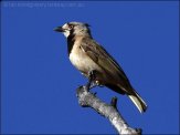 Crested Bellbird (Oreoica gutturalis) by Ian